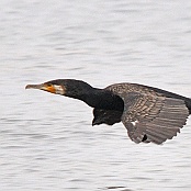 Great Cormorant  "Phalacrocorax carbo"